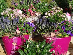 Sommerblumen für Ihren Balkon und Garten ...